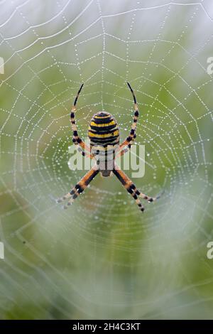 Makrofotografie einer Wespenspinne in ihrem Netz Stockfoto