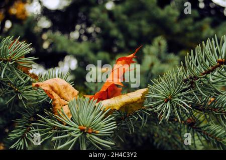 Kiefernzweig mit trockenen Blättern. Schönes Bokeh auf dem Hintergrund. Nahaufnahme mit Naturdetails. Naturpostkarte im Retro-Stil. Natur Hintergrund. Stockfoto