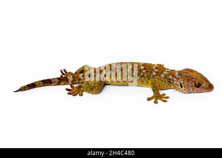 Ein Gecko von der Seite gesehen, isoliert auf weißem Hintergrund Stockfoto