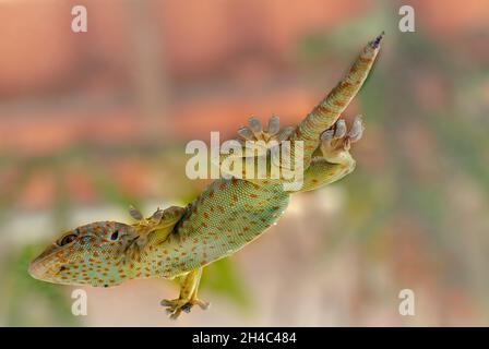 Ein Gecko, der auf einem klaren Glas von unten gesehen sitzt Stockfoto