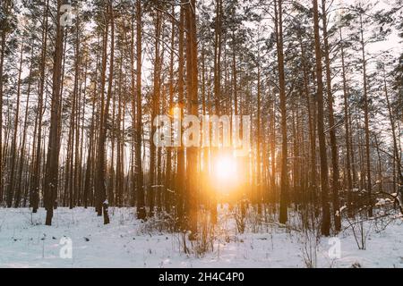 Sonne Sonnenschein Sonnenlicht Durch Frosted Pine Trees Frozen Trunks Woods Im Winter Snowy Nadelwald Landschaft. Schöne Wälder In Waldlandschaft Stockfoto