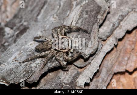 Tan Jumping Spider (Platycryptus undatus), getarnt auf Kiefernrinde in Houston, TX. Stockfoto