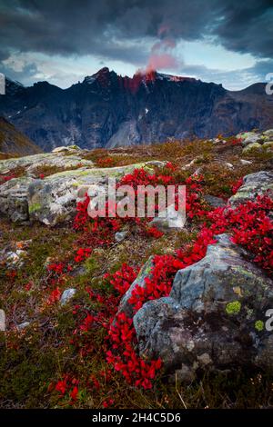 Die schöne rote Pflanze Bergavenen, Dryas octopetala, und alpenglow und am frühen Morgen goldene Stunde Sonnenlicht in Romsdalen, Møre Og Romsdal, Norwegen. Stockfoto