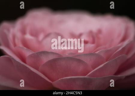 Nahaufnahme der Strauchrose Rosa 'Königin von Schweden' vor einem dunklen Hintergrund Stockfoto