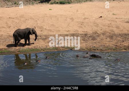 Betriebsprüfungen in Elefant und Flußpferd/Afrikanischen Elefanten und Flusspferden/Loxodonta africana et Hippopotamus amphibius Stockfoto