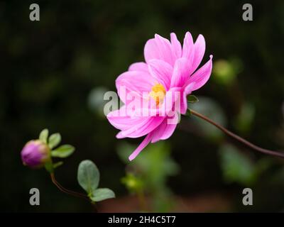 Nahaufnahme der Blume von Dahlia 'Sascha' in einem Garten vor dunklem Hintergrund Stockfoto
