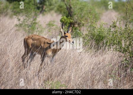 Großriedbock / südlicher Raufuck oder gewöhnlicher Raufuck / Redunca arundinum Stockfoto