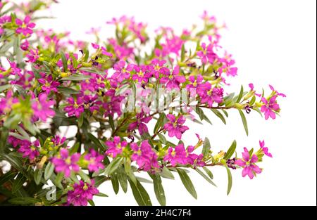 Violette Blüten von Cuphea hyssopifolia, der falschen Heidekraut, isoliert auf weißem Hintergrund Stockfoto