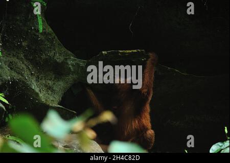 Wilder Sumatraer Orang-Utan (Pongo abelii) Aktivitäten rund um die Höhle im Pufferzonenbereich des Gunung Leuser National Park am Landak River, Bahorok, Nord-Sumatra, Indonesien am 31. Oktober 2021. Die neue Forschung eines internationalen Wissenschaftlerteams unter der Leitung der Washington University School of Medicine in St. Louis hat die DNA eines Sumatra-Orang-Utans entschlüsselt oder sequenziert, was zeigt, dass sich die sumatraischen und borneanischen Orang-Utans vor etwa 400,000 Jahren voneinander getrennt haben. Frühere Schätzungen hatten die Spaltung vor etwa einer Million Jahren veranschlagt. Heute leben nur noch etwa 50,000 Borneaner und 7,000 Sumatra-Orang-Utans Stockfoto