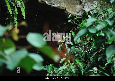 Wilder Sumatraer Orang-Utan (Pongo abelii) Aktivitäten rund um die Höhle im Pufferzonenbereich des Gunung Leuser National Park am Landak River, Bahorok, Nord-Sumatra, Indonesien am 31. Oktober 2021. Die neue Forschung eines internationalen Wissenschaftlerteams unter der Leitung der Washington University School of Medicine in St. Louis hat die DNA eines Sumatra-Orang-Utans entschlüsselt oder sequenziert, was zeigt, dass sich die sumatraischen und borneanischen Orang-Utans vor etwa 400,000 Jahren voneinander getrennt haben. Frühere Schätzungen hatten die Spaltung vor etwa einer Million Jahren veranschlagt. Heute leben nur noch etwa 50,000 Borneaner und 7,000 Sumatra-Orang-Utans Stockfoto