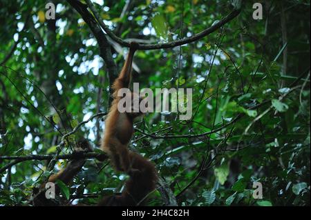 Aktivitäten des wilden Sumatra-Orang-Utan (Pongo abelii), die am 31. Oktober 2021 in der Pufferzone des Gunung Leuser National Park in Sungai Landak, Bahorok, Nordsumatra, Indonesien, beobachtet wurden. Die neue Forschung eines internationalen Wissenschaftlerteams unter der Leitung der Washington University School of Medicine in St. Louis hat die DNA eines Sumatra-Orang-Utans entschlüsselt oder sequenziert, was zeigt, dass sich die sumatraischen und borneanischen Orang-Utans vor etwa 400,000 Jahren voneinander getrennt haben. Frühere Schätzungen hatten die Spaltung vor etwa einer Million Jahren veranschlagt. Heute leben nur noch etwa 50,000 Borneaner und 7,000 Sumatra-Orang-Utans in freier Wildbahn. Conne Stockfoto