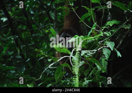 Aktivitäten des wilden Sumatra-Orang-Utan (Pongo abelii), die am 31. Oktober 2021 in der Pufferzone des Gunung Leuser National Park in Sungai Landak, Bahorok, Nordsumatra, Indonesien, beobachtet wurden. Die neue Forschung eines internationalen Wissenschaftlerteams unter der Leitung der Washington University School of Medicine in St. Louis hat die DNA eines Sumatra-Orang-Utans entschlüsselt oder sequenziert, was zeigt, dass sich die sumatraischen und borneanischen Orang-Utans vor etwa 400,000 Jahren voneinander getrennt haben. Frühere Schätzungen hatten die Spaltung vor etwa einer Million Jahren veranschlagt. Heute leben nur noch etwa 50,000 Borneaner und 7,000 Sumatra-Orang-Utans in freier Wildbahn. Conne Stockfoto