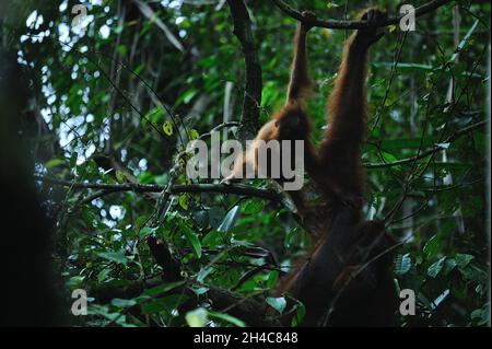 Aktivitäten des wilden Sumatra-Orang-Utan (Pongo abelii), die am 31. Oktober 2021 in der Pufferzone des Gunung Leuser National Park in Sungai Landak, Bahorok, Nordsumatra, Indonesien, beobachtet wurden. Die neue Forschung eines internationalen Wissenschaftlerteams unter der Leitung der Washington University School of Medicine in St. Louis hat die DNA eines Sumatra-Orang-Utans entschlüsselt oder sequenziert, was zeigt, dass sich die sumatraischen und borneanischen Orang-Utans vor etwa 400,000 Jahren voneinander getrennt haben. Frühere Schätzungen hatten die Spaltung vor etwa einer Million Jahren veranschlagt. Heute leben nur noch etwa 50,000 Borneaner und 7,000 Sumatra-Orang-Utans in freier Wildbahn. Conne Stockfoto