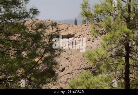 Gran Canaria, zentraler montainous Teil der Insel, Las Cumbres, dh die Summits, Landschaften entlang der beliebten Wanderroute Camino de Plata Stockfoto