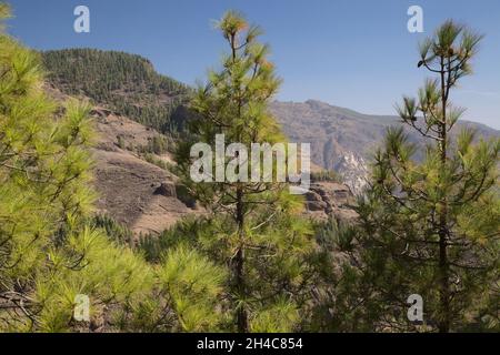 Gran Canaria, zentraler montainous Teil der Insel, Las Cumbres, dh die Summits, Landschaften entlang der beliebten Wanderroute Camino de Plata Stockfoto