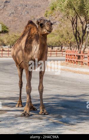 Kamel auf einer Straße im Wadi Dharbat in der Nähe von Salalah, Oman Stockfoto