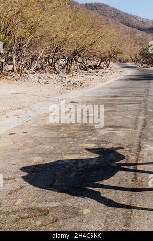 Kamelschatten auf einer Straße im Wadi Dharbat in der Nähe von Salalah, Oman Stockfoto