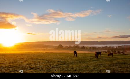 In der Nähe von Tynygraig, Ceredigion, Wales, Großbritannien. 02. November 2021 UK Wetter: Heute Morgen scheint die Sonne auf dem Land in der Nähe von Tynygraig in Ceredigion Wales. Während Pferde im Nebel grasen. © Ian Jones/Alamy Live News Stockfoto