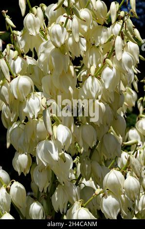 Natürlicher Hintergrund von weißen Blumen auf einer Yucca oder Jahrhundertpflanze im Garten, Sofia, Bulgarien Stockfoto