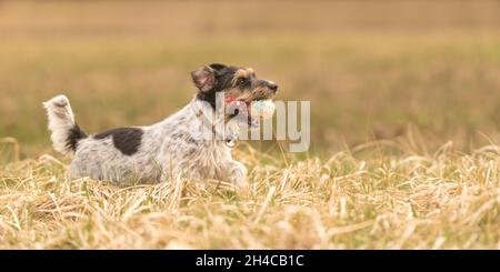 Im Herbst läuft ein süßer kleiner Jack Russell Terrier Hund schnell und mit Freude über eine Wiese mit einem Gitterball im Mund. Stockfoto