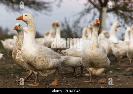 Vielen weißen Mast Gänse auf der Wiese Stockfoto