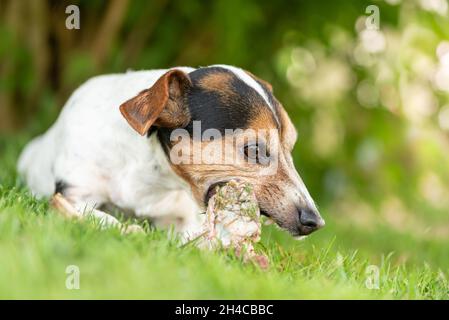 Der kleine süße Jack Russell Terrier Hund isst einen Knochen mit Fleisch und kaut im Freien Stockfoto