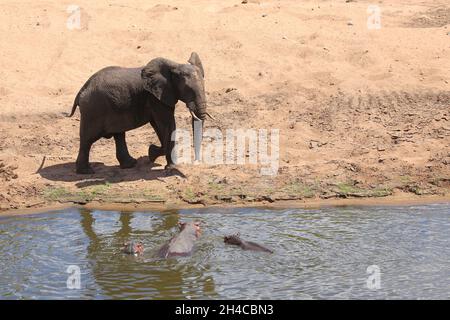 Betriebsprüfungen in Elefant und Flußpferd/Afrikanischen Elefanten und Flusspferden/Loxodonta africana et Hippopotamus amphibius Stockfoto