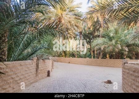 Palmen in Al Ain Oasis, Vereinigte Arabische Emirate Stockfoto