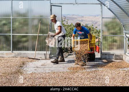 Arbeiter verteilen frisch geerntete Pistazien zum Trocknen auf einem Bauernhof in der Nähe von Bronte, Sizilien, Italien Stockfoto