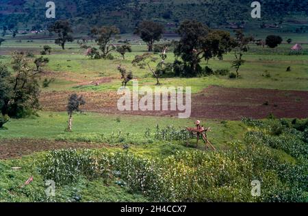 Afrika, Äthiopien Bahir Dar, 1976. Einige Jungen auf einer Plattform werfen Dinge auf Affen, um sie daran zu hindern, die Ernte von Zuckermais zu überfahren. Stockfoto