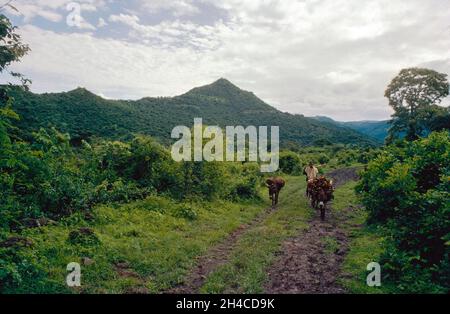 Afrika, Äthiopien Bahir Dar, 1976. Ein Mann mit ein paar Eseln in der üppigen Landschaft. Eines der Tiere trägt Feuerholz. Stockfoto