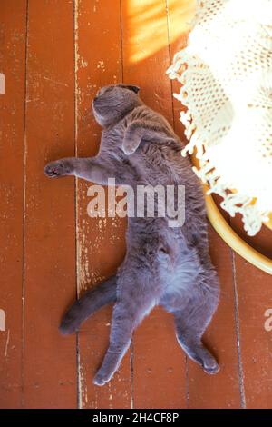 Graue Katze auf rotem Tuch. Schottische Falte Katze. Stockfoto