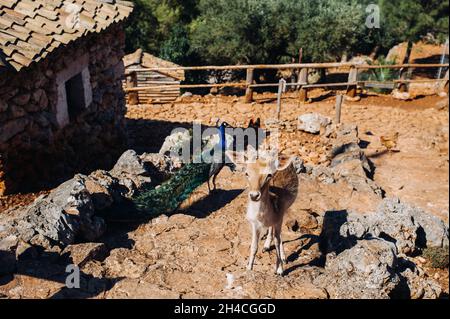 Hirsch und Pfau in einem offenen Naturschutzgebiet, Zoo, Reserve auf der Insel Zakynthos.Griechenland Stockfoto