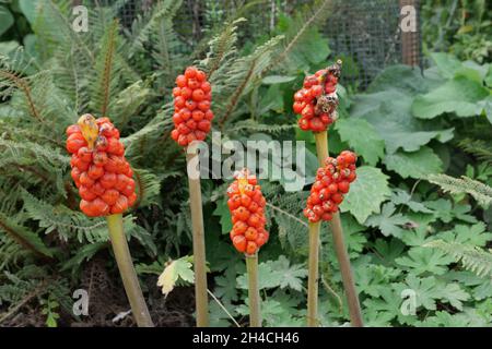 Giftige rote Beeren von Arum maculatum und Laub in Waldlandschaft Stockfoto