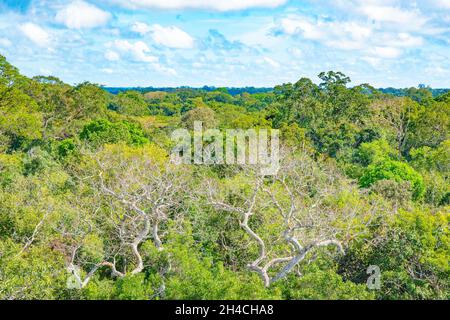 Luftaufnahme der Baumkronen des Amazonas vom Tower Observatory im Amazonas-Regenwald Manaus, Brasilien. Stockfoto