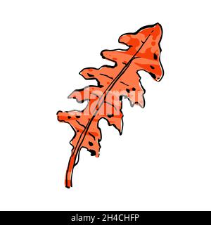 Skizzieren Sie ein orangefarbenes Dandelionsblatt. Handgezeichnetes strukturiertes Kraut auf weißem Hintergrund. Bild der Doodle-Pflanze. Natur, Wald, Ikebana, Herbst, Sommerschild. Geschnitzte Tinte Stock Vektor