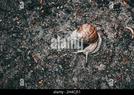 Draufsicht auf eine große Schnecke auf dem Boden Stockfoto