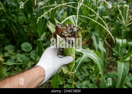 Blasenschmierungen manifestieren sich in Form von pathologischen Neoplasmen galls usarium moniliforme Synonym von F. verticillioides. Fusarium auf dem Cob ist die häufigste Erkrankung an den Ohren. Stockfoto