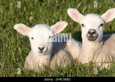 Lämmer (Ovis aries) sitzen auf grünem Gras Stockfoto