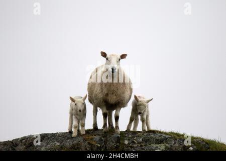 Erwachsene Schafe mit Lämmern auf einem Hügel sitzen Stockfoto