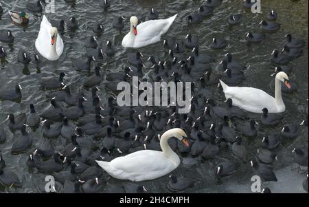 Winter, Waschervögel an einem Wasserloch im Eis auf der Havel, Insel Eiswerder, Haselhorst, Spandau, Berlin, Deutschland Stockfoto