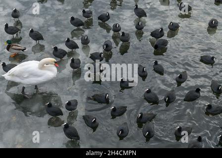 Winter, Waschervögel an einem Wasserloch im Eis auf der Havel, Insel Eiswerder, Haselhorst, Spandau, Berlin, Deutschland Stockfoto