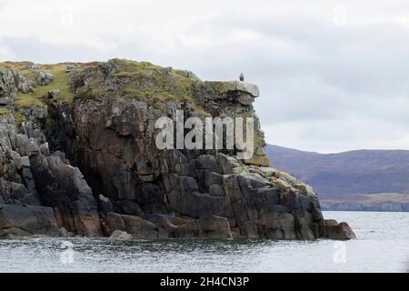 Seeadler (Haliaeetus albicilla), der auf einer Klippe sitzt Stockfoto