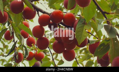 Auf dem Ast befinden sich viele reife Kirschpflaumen. Nahaufnahme von reifen Früchten. Stockfoto