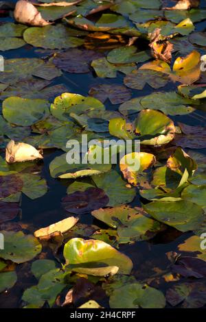 Teichpflanzen Stockfoto