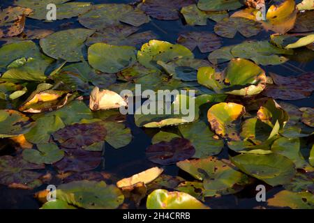 Teichpflanzen Stockfoto