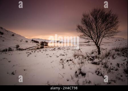 Lone Tree am Loch Tarff in den schottischen Highlands Stockfoto