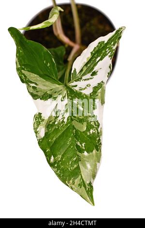 Nahaufnahme der exotischen 'Syngonium Podophyllum Variegata'-Zimmerpflanze mit weißen Flecken im Blumentopf Stockfoto