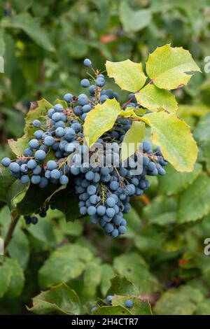 Oregon Traube (Mahonia aquifolium, Holly-leaved Berberry) Früchte, blühende Pflanze in der Familie Berberidaceae, native Region: west-Nordamerika. Stockfoto