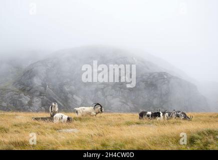 Walisische Bergziege, mit langen Hörnern, wild umherstreifend und grast in einem nebligen, herbstlichen Snowdonia National Park, North Wales, Großbritannien. Stockfoto